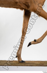 Leg Deer Animal photo references